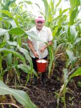 Erling applying fertilizer to the corn plantation