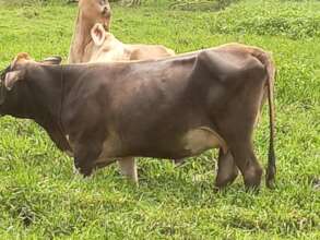 Erlings cows (two out of the three) he purchased