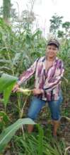 A farmers wife harvesting fresh corn to cook