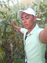 A farmer demostrating how good looks his corn