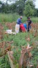 Jose along with his friend harvesting the corn