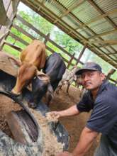 Erick feeding his cattles with the corn processed