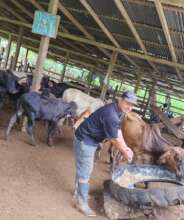 Cattles are doing great with this silage process