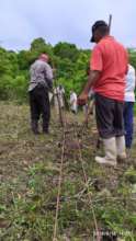 El Juste farmers doing double-row planting.
