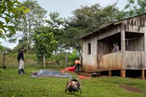 Pedro protecting his beans from the rain