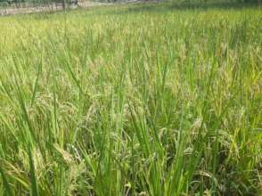 Photos of Joels Biofortified rice