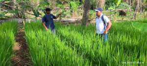 Mr. Rodolfo demostrating his rice plantation