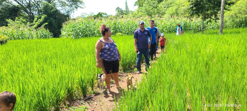 Rosas showing her rice and corn plantation