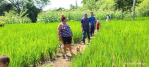 Rosas showing her rice and corn plantation