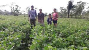 Farming family's bean crop.