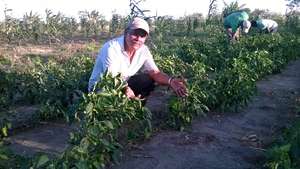 Teofilo with his drip irrigation system
