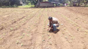 Alfredo showing farmers how to plant