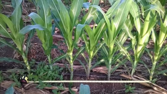 Different densities of sowing
