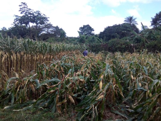 Phosphorus still maintained in adult green leaves