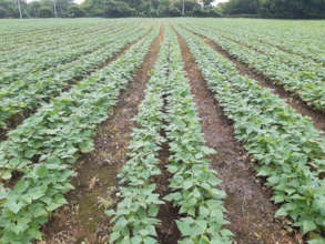 Rendidor beans.