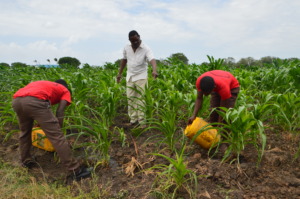 Students tending to the school maize project