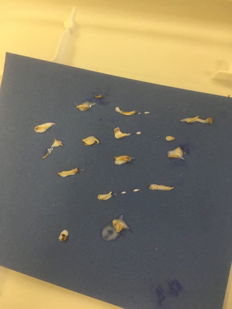 An assortment of bones from the pellets