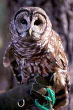Athena, one of our owls who gave pellets!