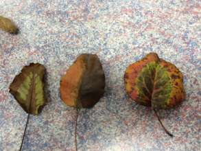 Colorful leaves from the bus stop