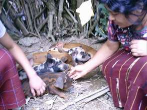 Farmers caring for piglets