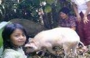 Guatemala: Pigs for Women Farmers