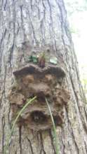 The completed tree face!