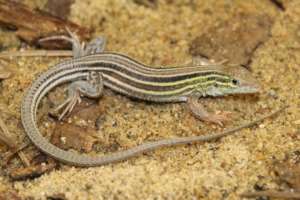 6  lined racer lizard