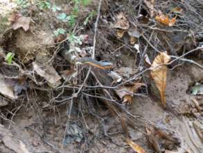 One of the camps favorite finds- redbelly snake