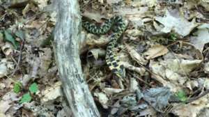 The Eastern hognose snake!