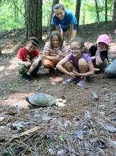 Watching a turtle lay her eggs!