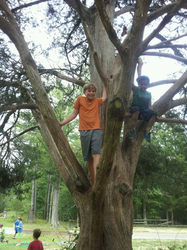 Climbing trees is fun!