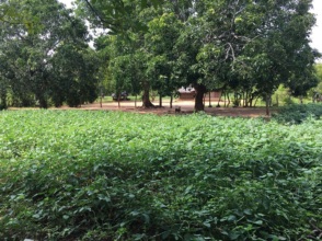 Cultivation full of black eyed peas in farmland
