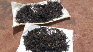 Dried mung beans as seeds for cultivation