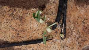 Mung beans which sprouted due to rain