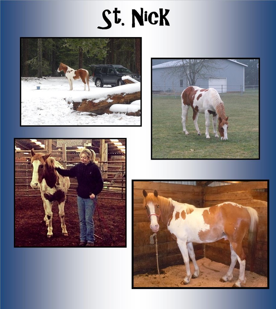 Help Us Send St. Nick To A Peaceful Forever Home!