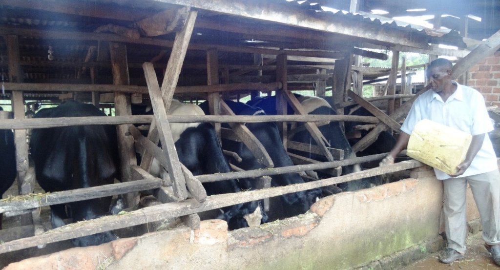 Katwere feeding his cattle