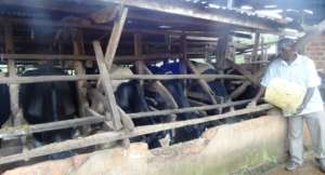 Katwere feeding his cattle