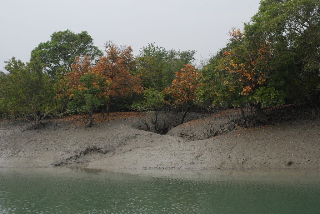 Inspire 100 students to protect Sundarbans,India