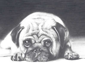 Student drawing of a pug dog taken from a photo