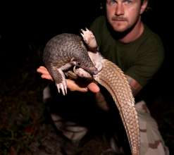 Meet the pangolin!