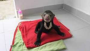 Sun Bear Cub After Successful Rescue!