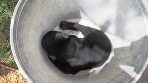 Inside the bucket, the little bear cub lay curled