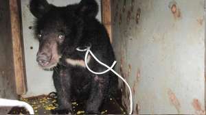 Bear cub rescued from Chinese businessman