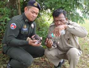 The WRRT providing emergency care for rescued cubs