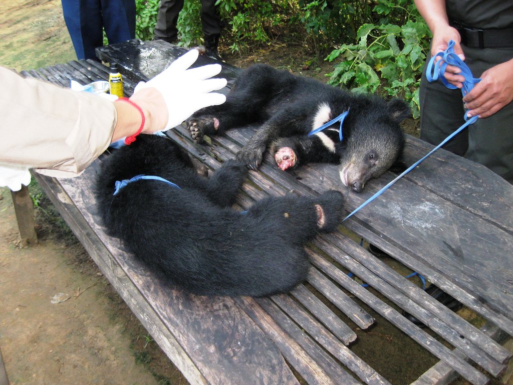Help Stop Bear Trafficking in Cambodia
