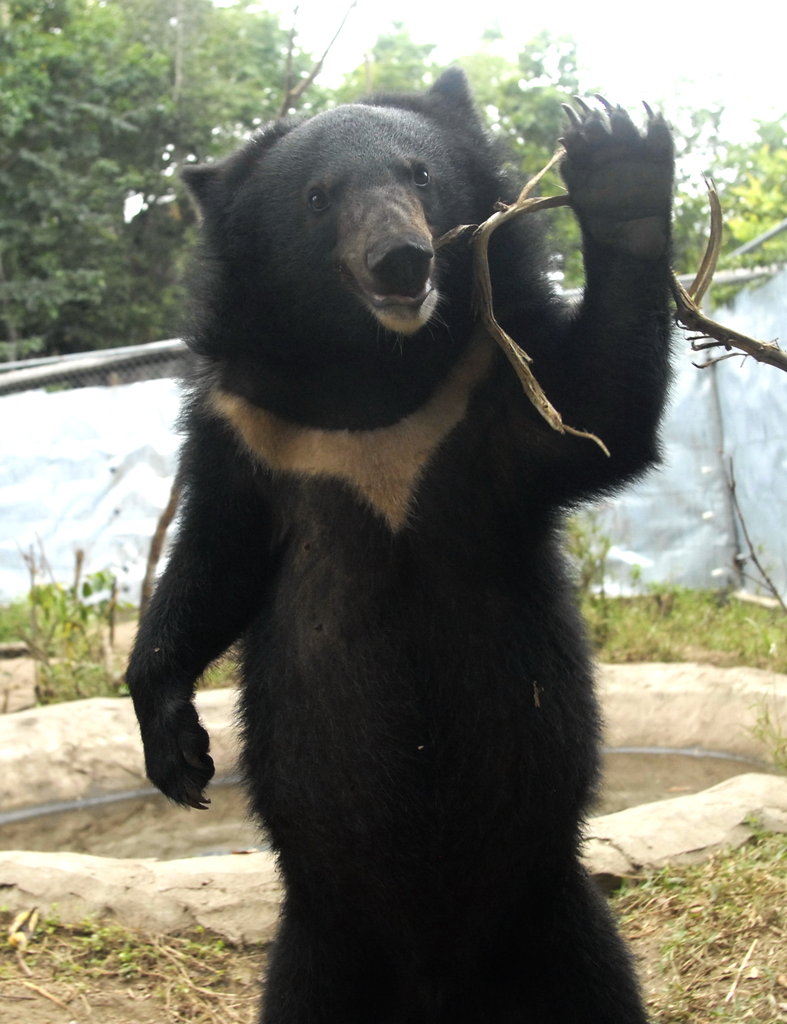 Help Stop Bear Trafficking in Cambodia