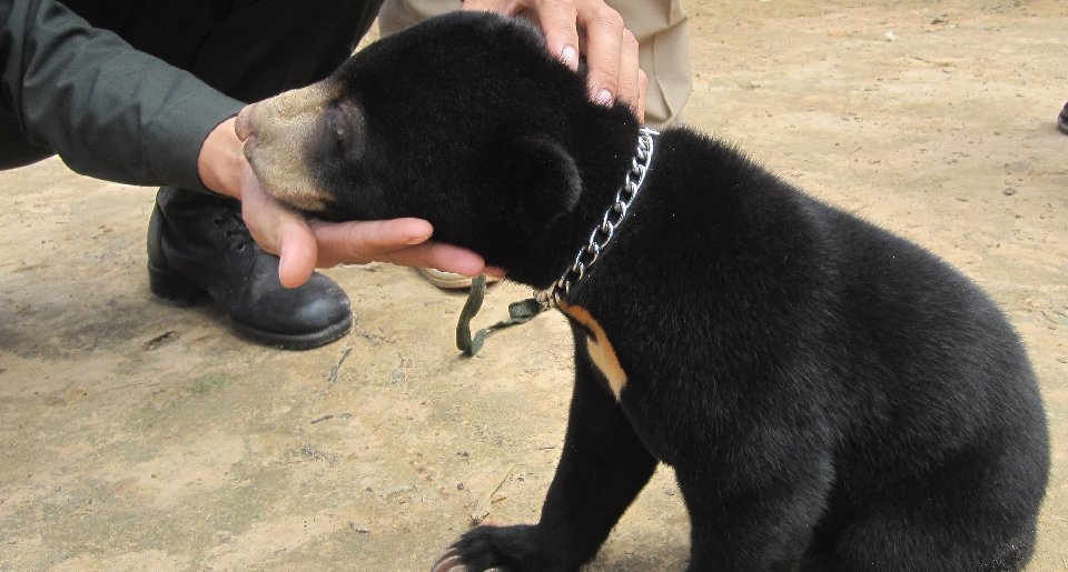 Help Stop Bear Trafficking in Cambodia