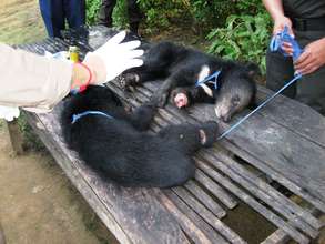 Bear cubs rescued and receiving treatment