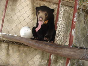 Small bears with unusually long tongues