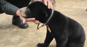 The adorable cubs are sold into the pet trade